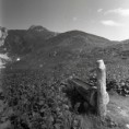 /album/galleria-fotografica/pace-alpina-jpg1/